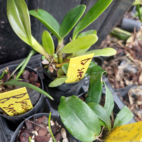 Small potted plants with yellow labels in a potting tray