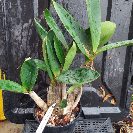 Potted orchid plant with green leaves against a dark background