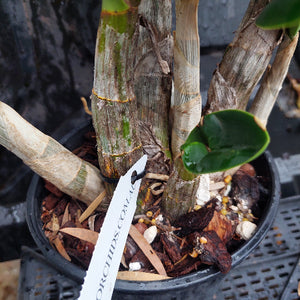 Orchid plant with a label in a pot on a dark background