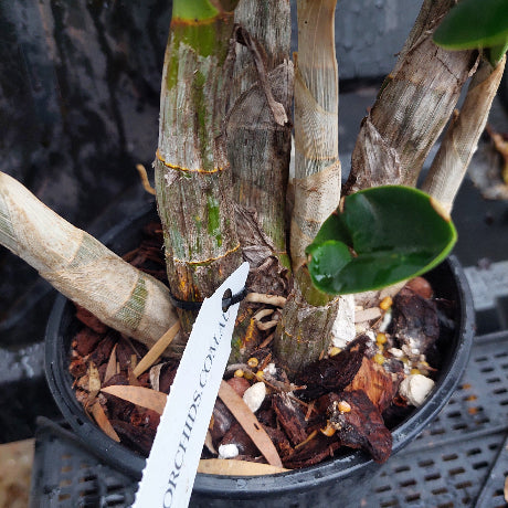Orchid plant with a label in a pot on a dark background