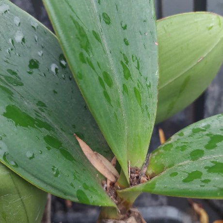 Close-up of green leaves with water droplets on a blurred background