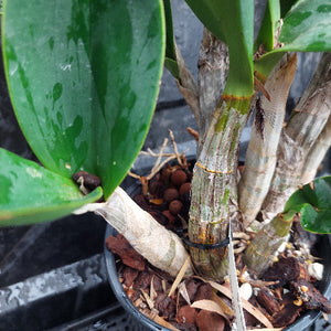 Close-up of a potted orchid with green leaves and visible roots.
