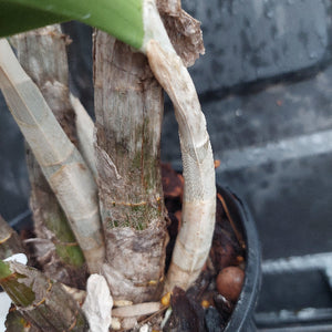 Close-up of a plant stem with a blurred background