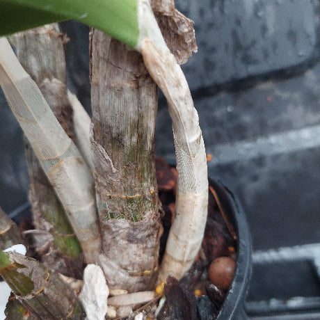 Close-up of a plant stem with a blurred background
