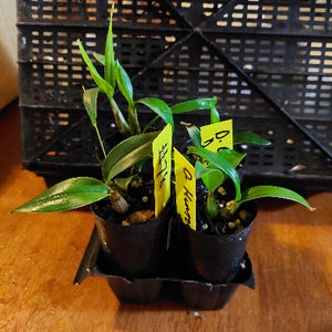 Two small potted plants with yellow labels on a wooden surface.