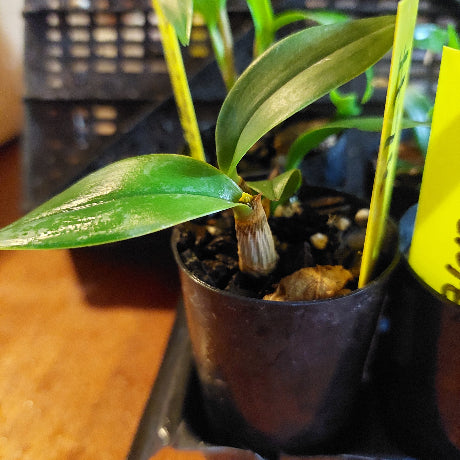 Close-up of a potted plant with a yellow label on a wooden surface.