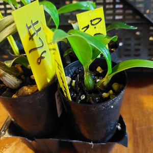 Two small potted plants with yellow labels on a wooden surface