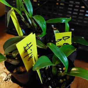 Small potted plants with yellow labels on a blurred background