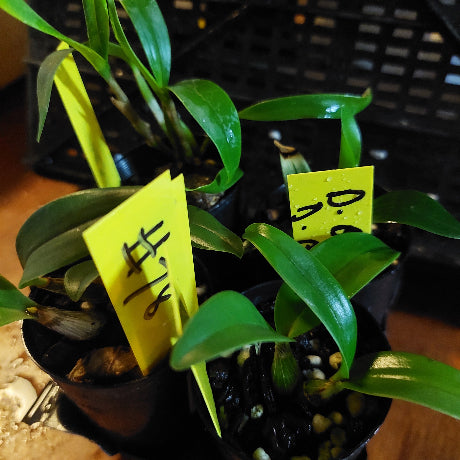 Small potted plants with yellow labels on a blurred background