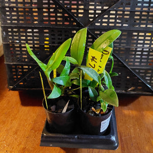 Two small potted plants with yellow labels on a wooden surface and black plastic crate in the background.
