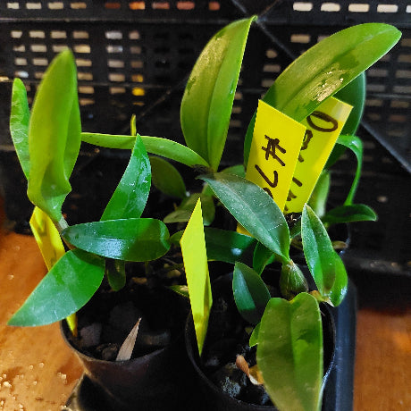 Small green plant with a yellow price tag in a black pot