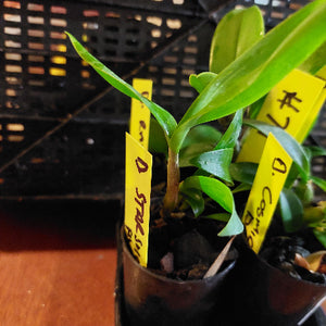 Potted plant with yellow labels on a dark background