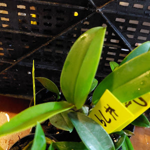 Small green plant with a yellow price tag in a black plastic pot