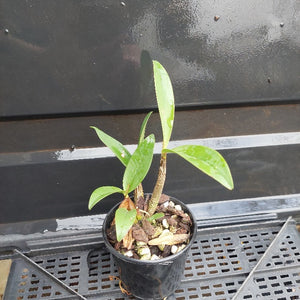 Small potted plant with green leaves on a black background