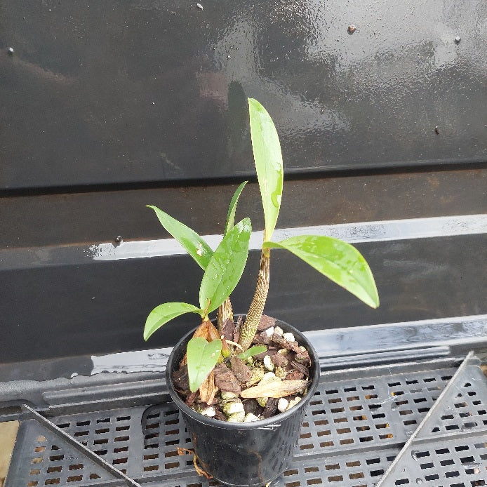 Small potted plant with green leaves on a black background