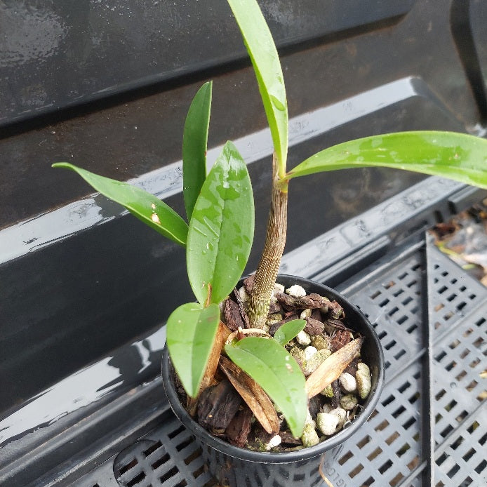 Small potted plant with green leaves on a black metal surface