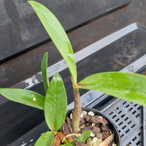 Small potted plant with green leaves on a dark surface