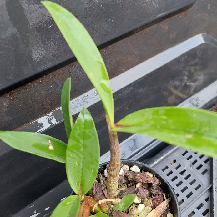Small potted plant with green leaves on a dark surface
