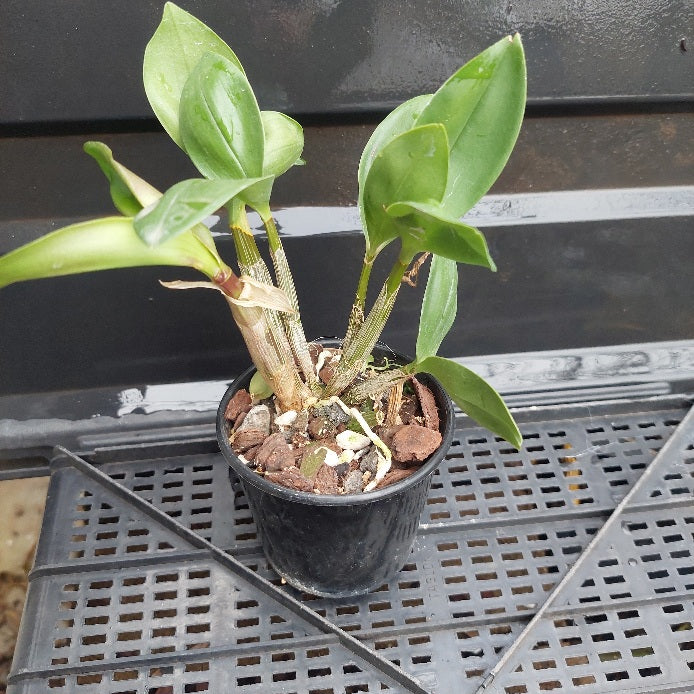 Dendrobium Hunter Fire 80mm Advanced Seedling Orchid