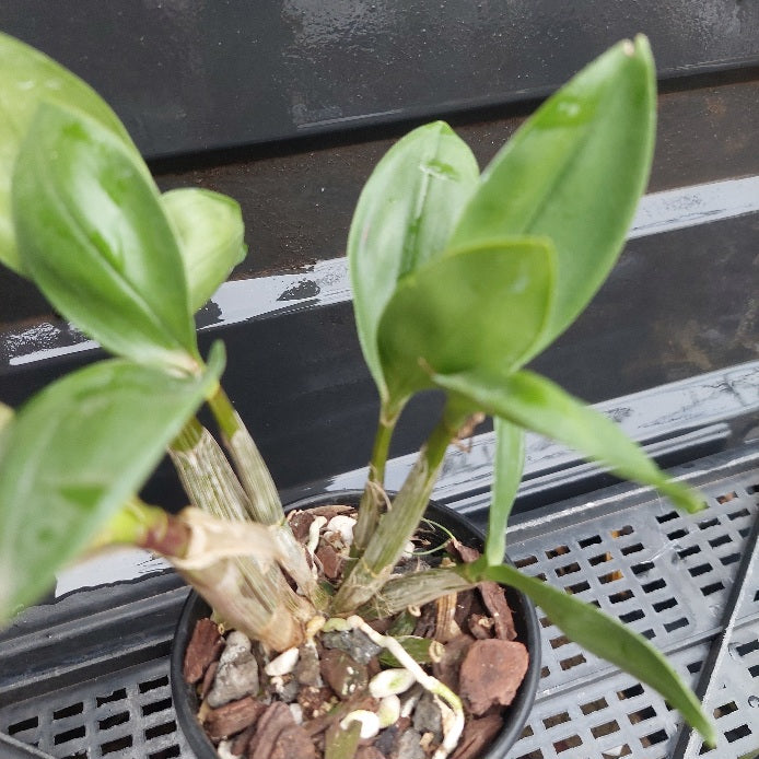 Dendrobium Hunter Fire 80mm Advanced Seedling Orchid