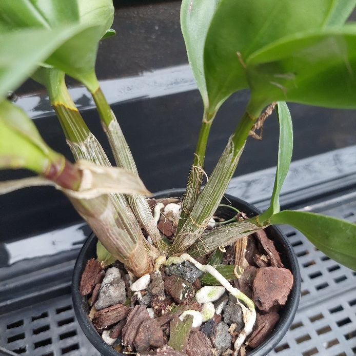 Dendrobium Hunter Fire 80mm Advanced Seedling Orchid