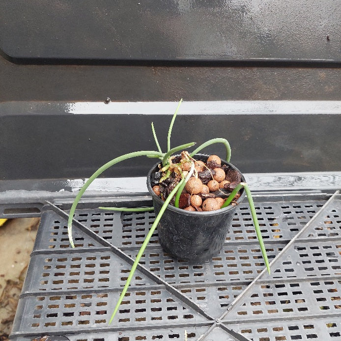 Dendrobium teretifolium x Den. Teretifolium Seedling 80mm Advanced Orchid