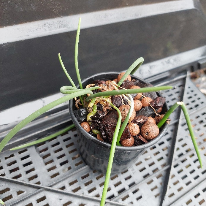 Dendrobium teretifolium x Den. Teretifolium Seedling 80mm Advanced Orchid