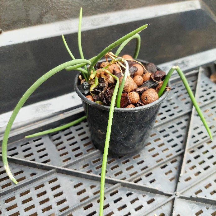 Dendrobium teretifolium x Den. Teretifolium Seedling 80mm Advanced Orchid