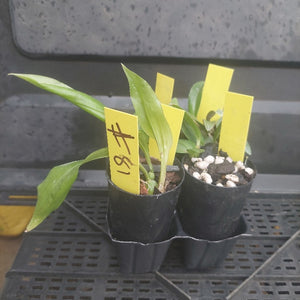 Small potted plants with yellow labels in a black potting tray.