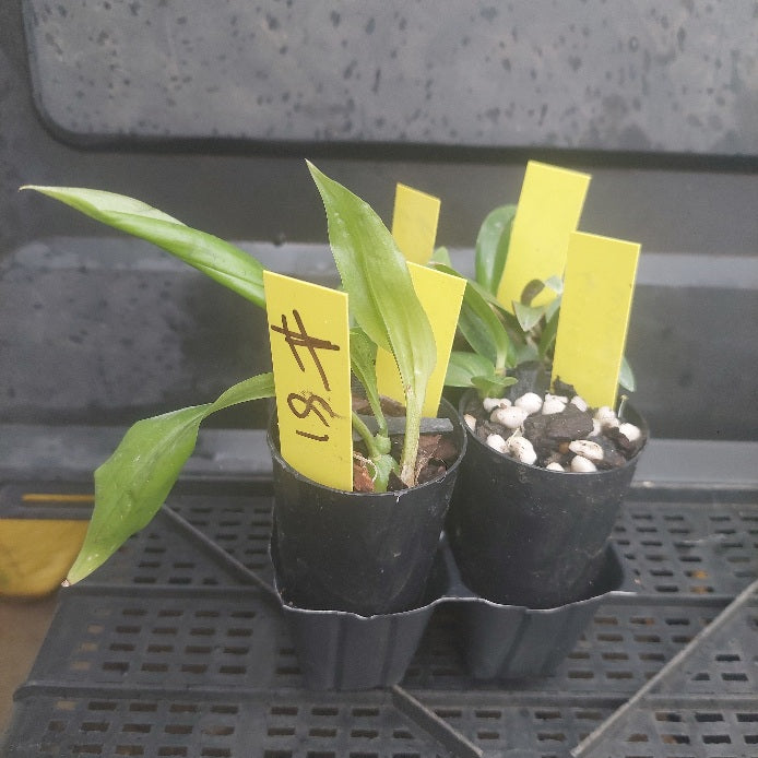Small potted plants with yellow labels in a black potting tray.