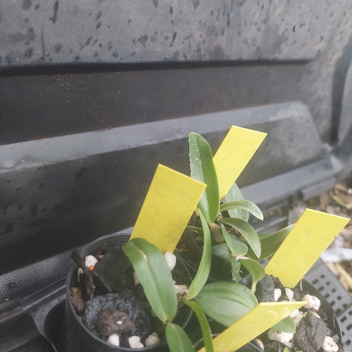 Small potted plant with yellow flags against a dark background