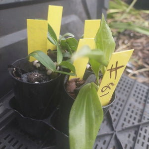Two small potted plants with yellow labels on a black tray.