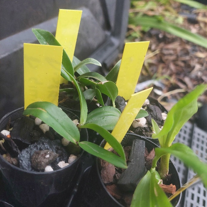 Small potted plants with yellow labels in a potting tray