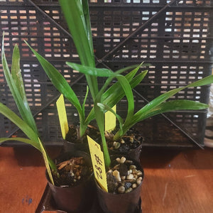 Two potted plants with a yellow tag on a wooden surface, with a black crate in the background.