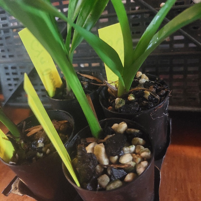 Small potted plants with green leaves and pebbles in a potting area.