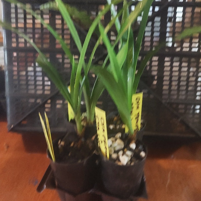 Two potted plants with yellow labels in front of a black plastic crate.