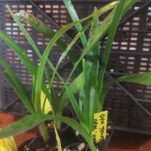 Green plants in pots with a yellow tag against a blurred background