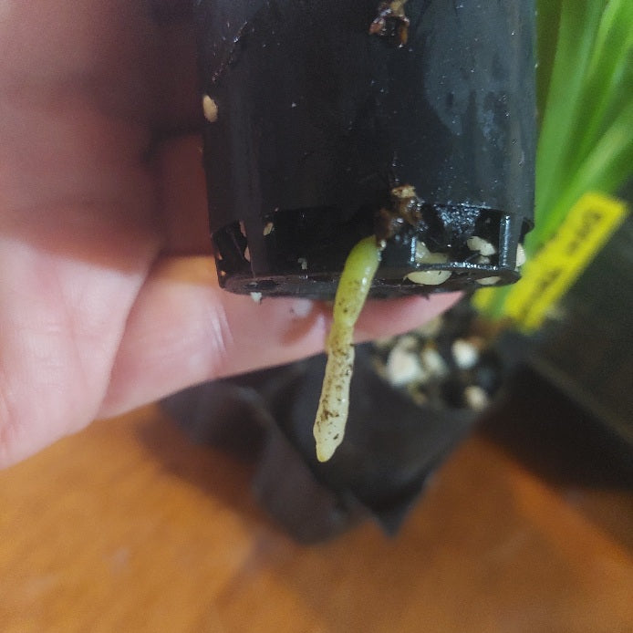 Small green plant sprout attached to a black container held by a hand on a wooden surface.