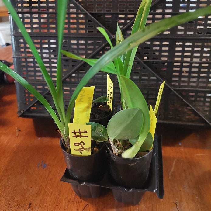 Small potted plants with yellow labels in a black plastic tray on a wooden surface.