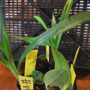 Plants with yellow labels in a pot against a black metal background