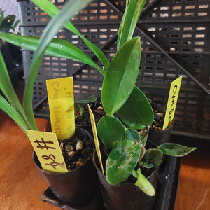 Small potted plants with yellow labels in a black plastic tray.