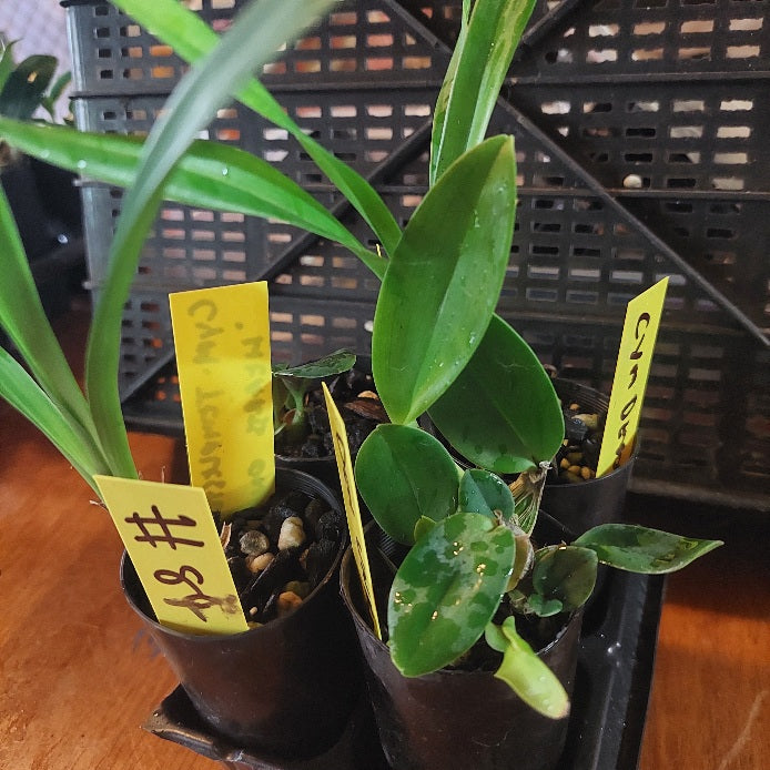 Small potted plants with yellow labels in a black plastic tray.