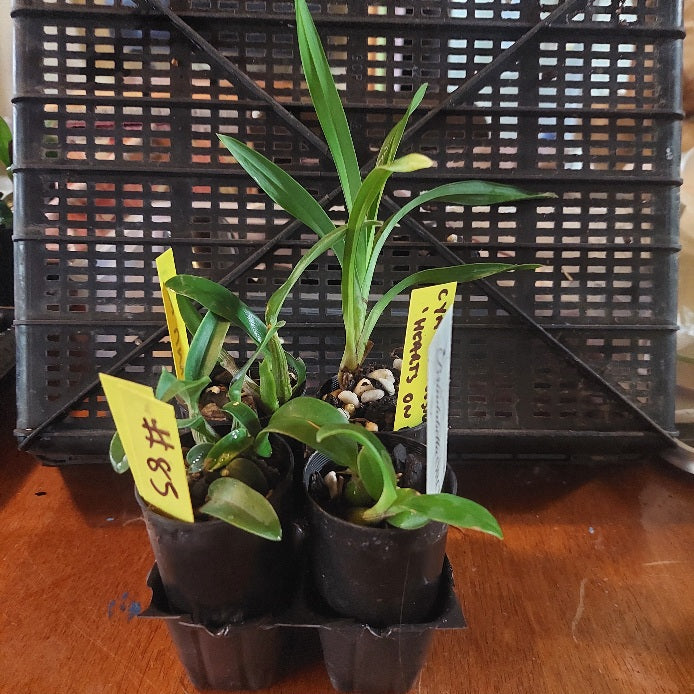 Small potted plants with yellow labels on a wooden surface with a black crate in the background.
