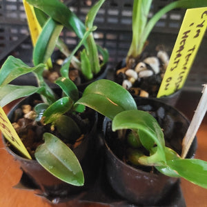 Small potted plants with yellow labels on a wooden surface