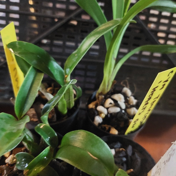 Small potted plants with green leaves in a potting area.