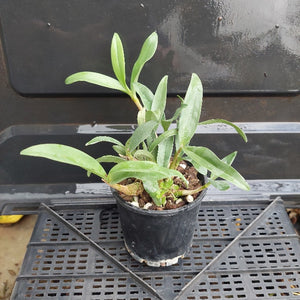 Small potted plant on a black metal surface with a blurred background