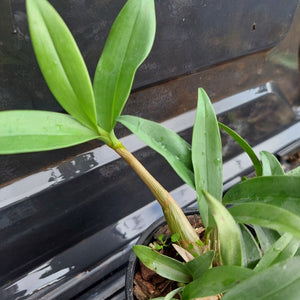 Young green plant with a blurred background