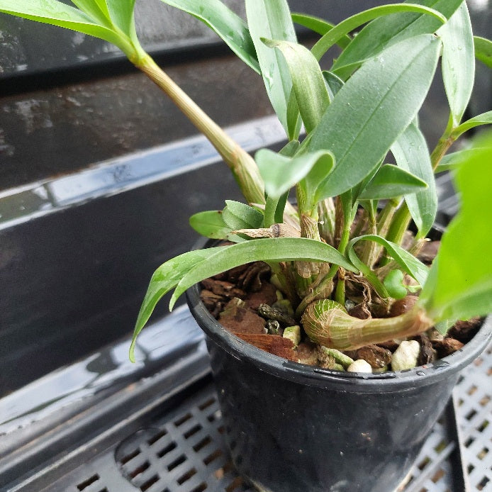 Small potted plant with green leaves on a black tray