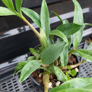 Small potted plant with green leaves on a blurred background