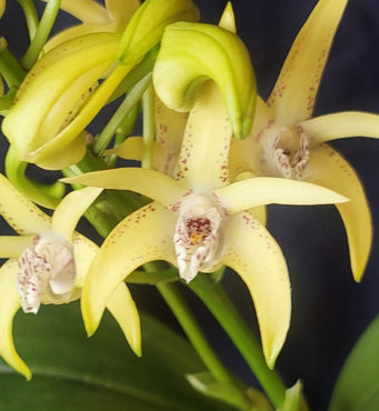 Close-up of yellow orchids with a dark background